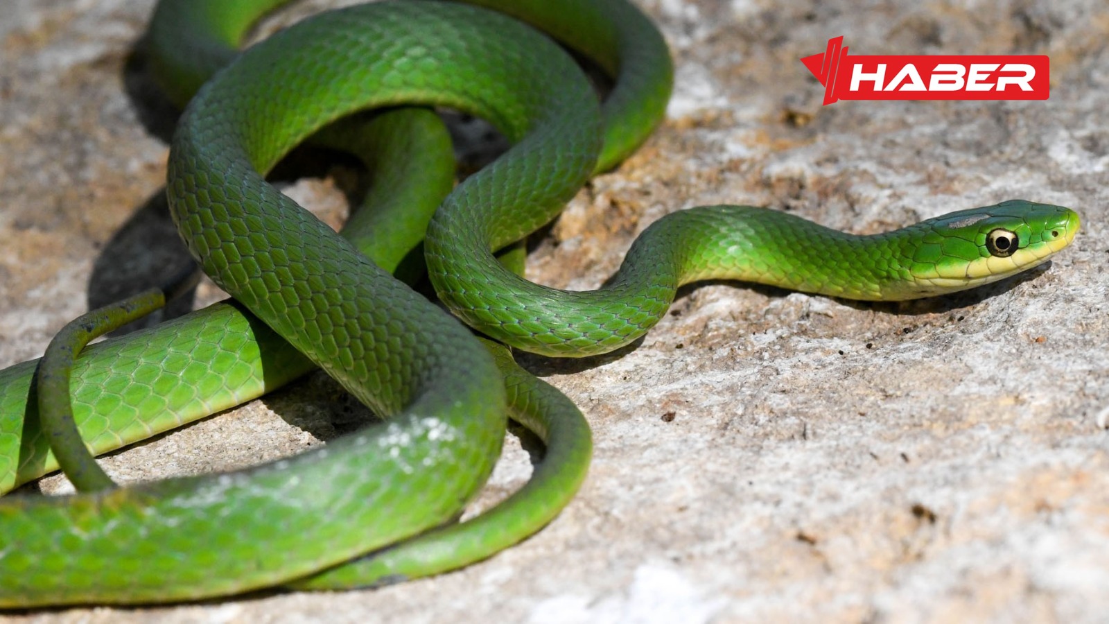 rüyada yeşil yılan görmek
