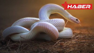 Rüyada yılan görmek ve öldürmekle ilgili anlamlar, korkular, güç kazanımı