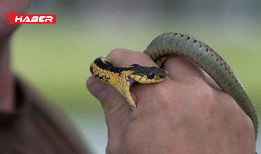 Rüyada yılan görmek, ısırmanın anlamları ve psikolojik etkileri hakkında kapsamlı