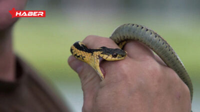 Rüyada yılan görmek, ısırmanın anlamları ve psikolojik etkileri hakkında kapsamlı