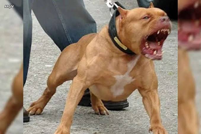 Yasaklı ırk köpek besleyen şahsa ceza
