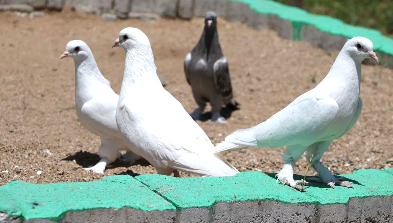 Yozgat’ın Sorgun ilçesine bağlı