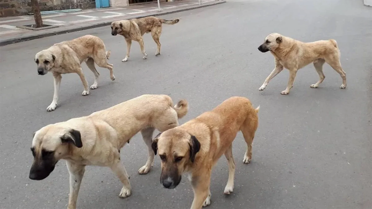 Gündemde ‘Ötanazi yasası’ olarak