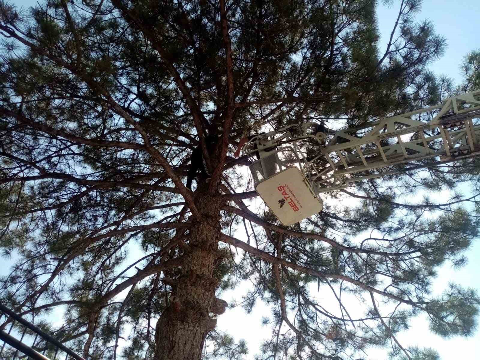 Kırşehir’de ağaçta kalan topu