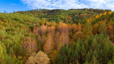Yozgat’ın Akdağmadeni ilçesi ormanları, sonbaharın gelişiyle birlikte adeta bir renk