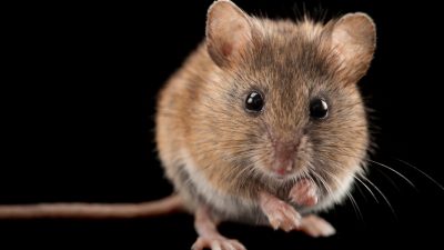 Rüyada fare görmekle ilgili temel anlamlar, beslemek ve yakalamak gibi