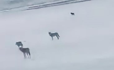 Kırşehir’de yolda yabani hayvan sürüsü görünce şaşıran sürücünün arkadaşı ile