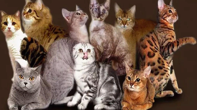 Kediler, farklı cinsleri ve benzersiz özellikleriyle evcil hayvan severlerin ilgisini