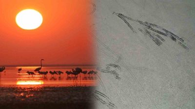 Kırşehir’de çölleşmeye başlamasıyla bilinen sulak alan Seyfe Gölü Kuş Cenneti,