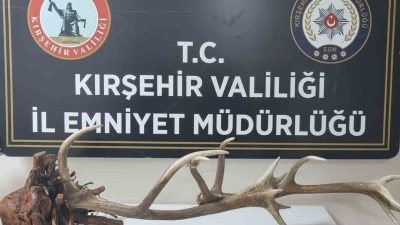 Kırşehir’de avlanması yasak olan kızıl geyik boynuzu ve kafasını internet