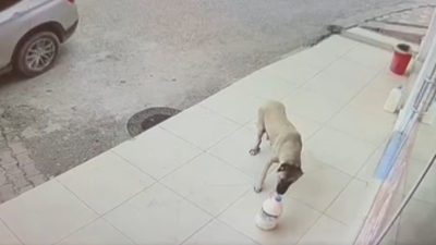 Yozgat’ın Akdağmadeni ilçesinde marketin kapısından kaybolan süt bidonunun ardından duygulandıran