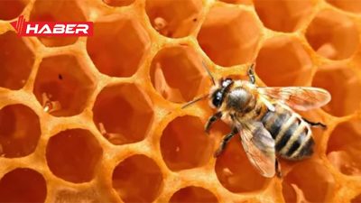 Bal, doğanın mucizesi olarak adlandırılabilecek eşsiz bir besindir. Arılar tarafından