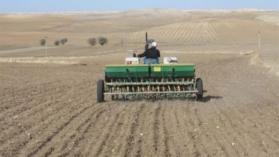 Ülkemizin ve ilimizin kadim tarım mirası olan atalık yerel buğdayların