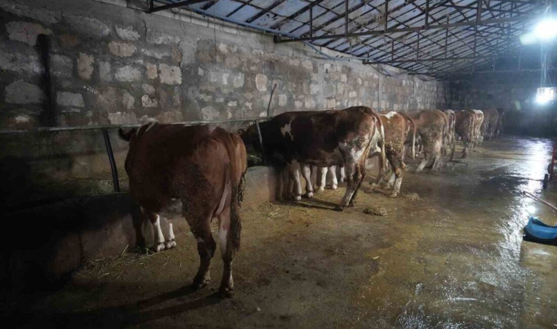 Muş'ta buzağı doğumları başladı. 80 bin buzağının 5 milyar TL