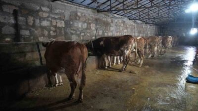 Muş'ta buzağı doğumları başladı. 80 bin buzağının 5 milyar TL