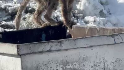 Erzurum Palandöken'de aç kalan tilki, çöp konteynerinde yiyecek aradı ve