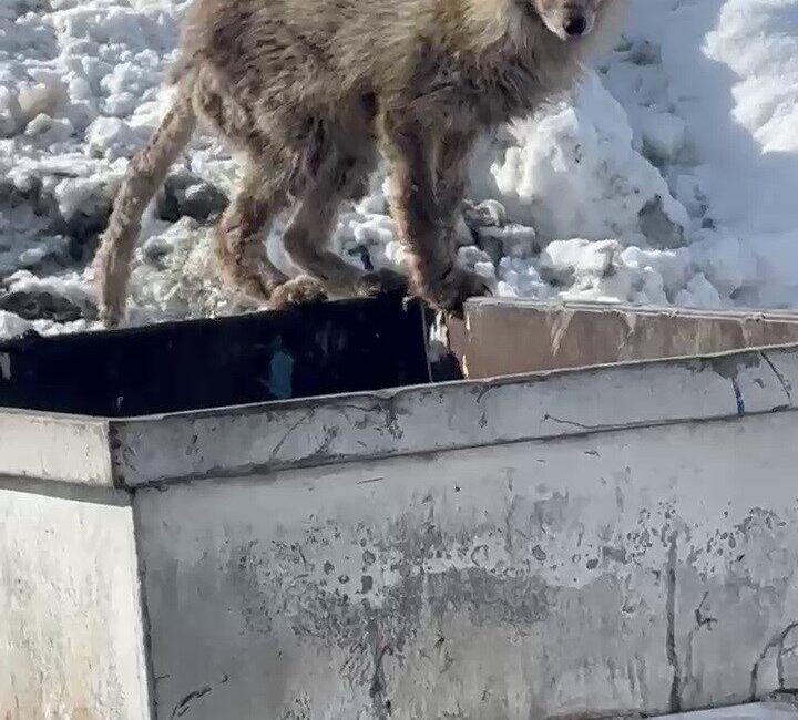 Aç kalan tilki çöp konteynerinde yiyecek aradı Erzurum Palandöken'de aç kalan