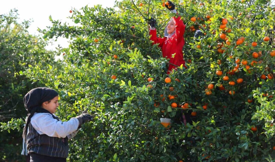 Adana'da mandalina hasadı devam ederken rekolte düşüşü yaşanıyor. Mandalina kilogramı