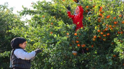 Adana'da mandalina hasadı devam ederken rekolte düşüşü yaşanıyor. Mandalina kilogramı