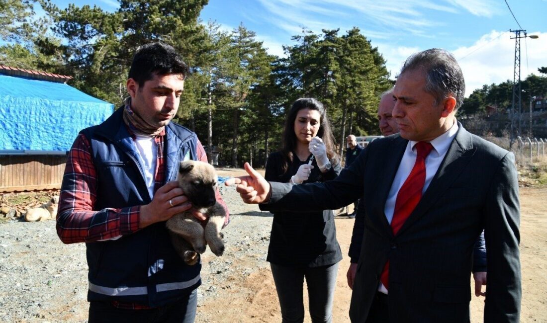 Osmaniye'de Amanos Dağları'nda yaşayan yaban ve sokak hayvanları için yem