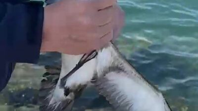 Suat Kekeç, İskenderun sahilinde balık tutarken oltasına martı takılınca şaşkınlık