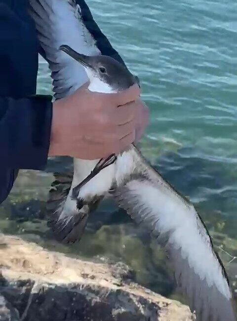 Suat Kekeç, İskenderun sahilinde