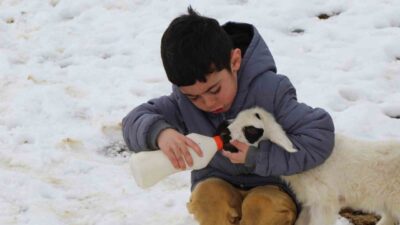 Erzincan'daki küçükbaş hayvan üreticileri anneleri tarafından reddedilen kuzuları biberonla besleyerek