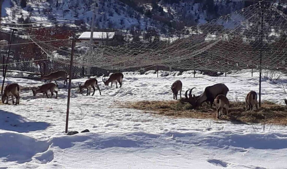 Antalya’nın ürkek misafirleri yaban keçileri mahalleye indi Antalya'nın Akseki ilçesindeki Değirmenlik