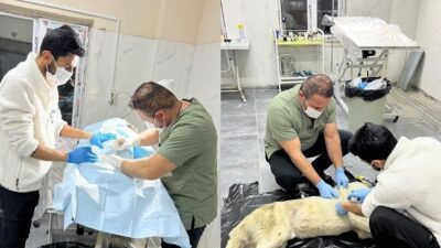 Hakkari Belediyesi Veteriner İşleri Müdürlüğü ekipleri, otomobil çarpması sonucu yaralanan