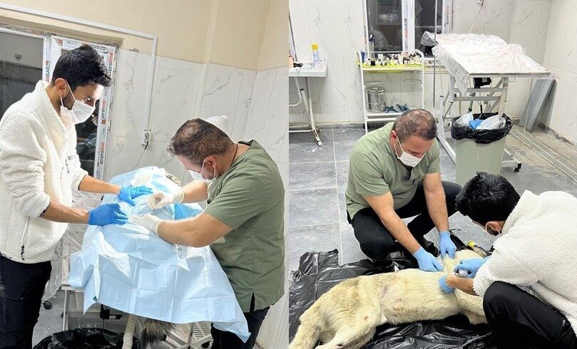 Hakkari Belediyesi Veteriner İşleri