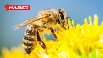 Arılar, doğanın dengesini koruyan olağanüstü canlılar arasında yer alır. Arıların