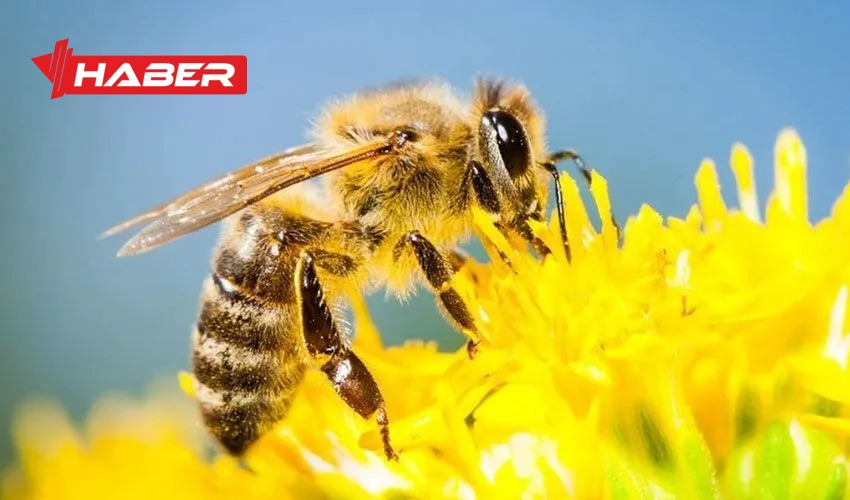 Arılar, doğanın dengesini koruyan