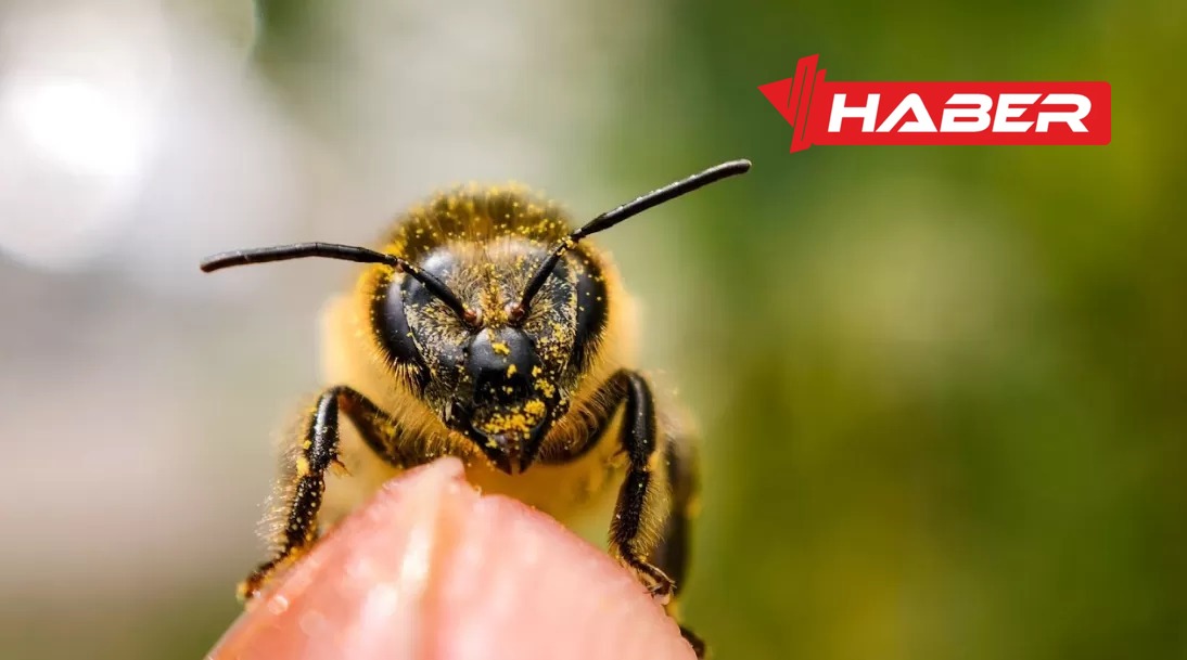 arıların kaç gözü var