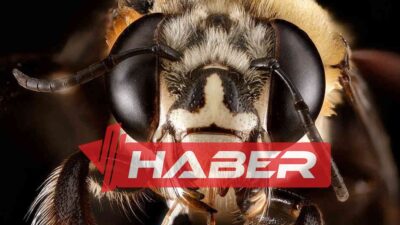 Arılar, doğanın en etkileyici canlılarından biridir. Özellikle polen taşıma ve