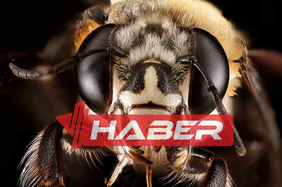 Arılar, doğanın en etkileyici canlılarından biridir. Özellikle polen taşıma ve