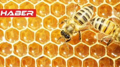 Arılar, doğanın en mucizevi canlılarından biridir. Arıların sindirim sistemi, diğer