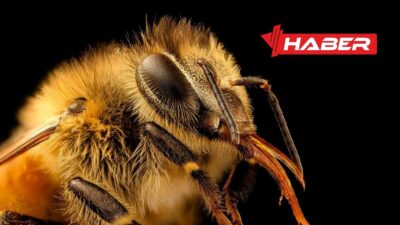 Arılar, doğanın en çalışkan canlılarından biridir. Arıların ömrü, görevlerine ve