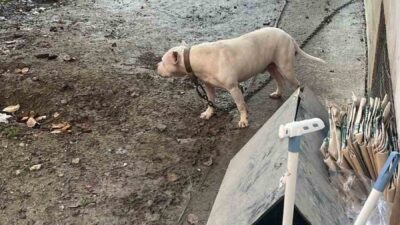 İstanbul Avcılar’da, ağızlıksız gezdirilen pitbull cinsi köpeğin kediyi parçaladığı anlar