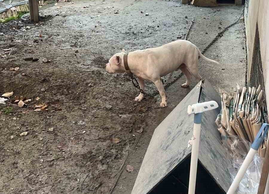 İstanbul Avcılar’da, ağızlıksız gezdirilen pitbull cinsi köpeğin kediyi parçaladığı anlar