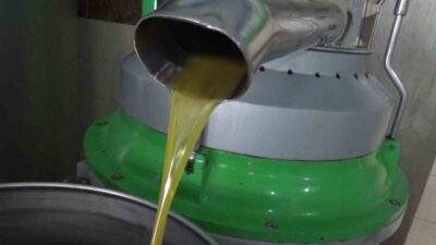 Aydın'da zeytin sezonu başladı, yağhanelerde yoğunluk var. Yağmur eksikliği sebebiyle