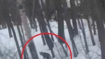Bayburt'ta nadir görülen vaşak, Akşar-Kırkpınar köyleri arasındaki ağaçlık alanda cep