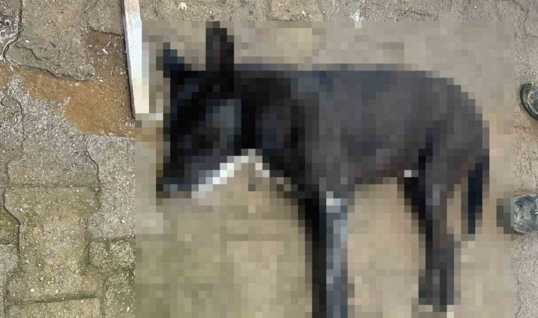 Bodrum'da zehirlenen 4 köpek ve 2 kedi öldü. Vatandaşlar, sorumluların