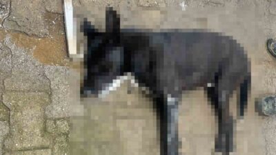 Bodrum'da zehirlenen 4 köpek ve 2 kedi öldü. Vatandaşlar, sorumluların