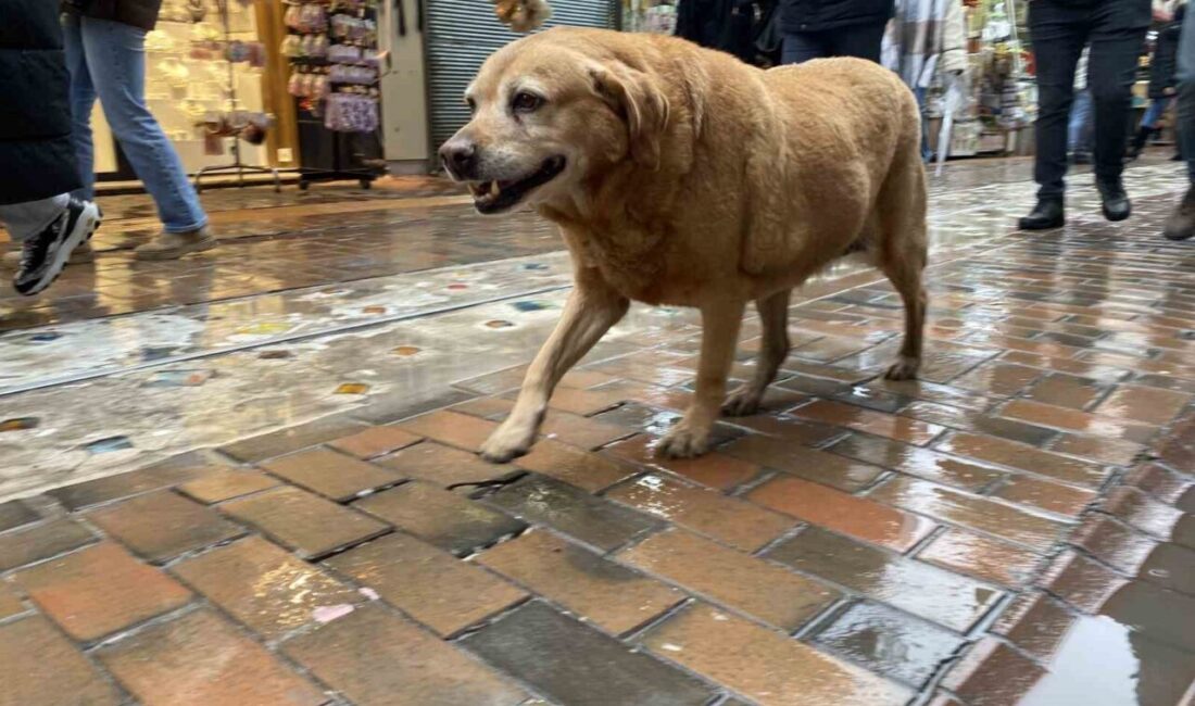 Bu köpekler her etkinlikte var Eskişehir'deki etkinliklere katılan sokak