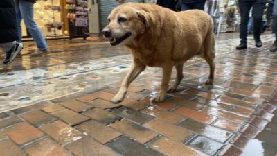 Eskişehir'deki etkinliklere katılan sokak köpekleri, vatandaşlarla birlikte ilginç görüntüler oluşturuyor.