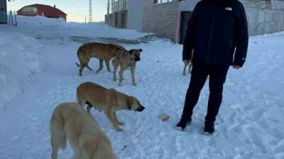 Giresun Bektaş Yaylası'nda köpek sahiplenme kampanyası başlatıldı. Belediye Başkanı Necmi
