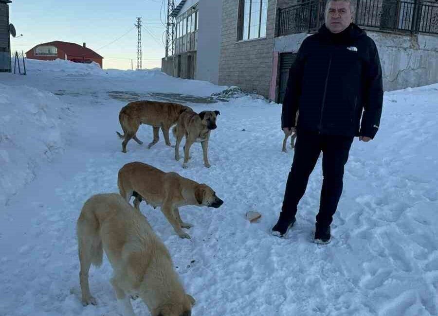BEKTAŞ YAYLASI’NDAKİ KÖPEKLERE SAHİP ÇIKMA ÇAĞRISI Giresun Bektaş Yaylası'nda köpek
