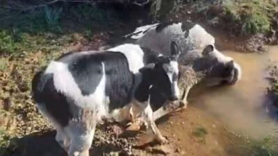 Muğla Datça'da çamura saplanan inek iş makinesiyle kurtarıldı. Kurtarma operasyonunda,
