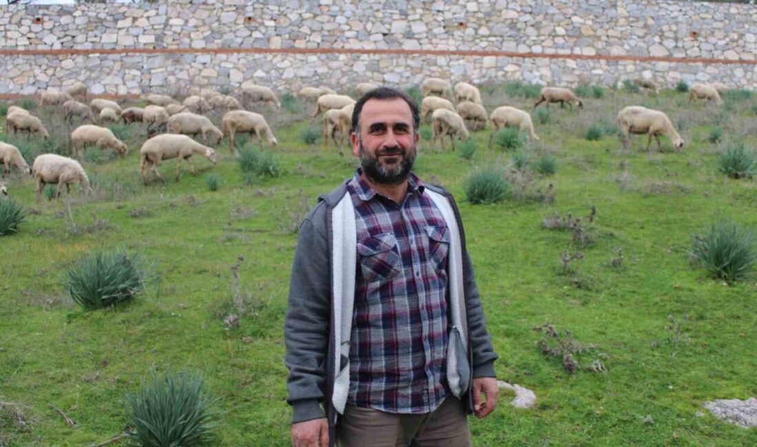 Bir ömür boyu koyunlarıyla