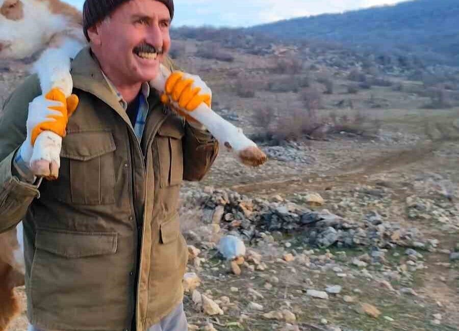 Silvan ilçesindeki kardeşler, dağda doğan buzağıyı annesinden ayrı düştükten sonra